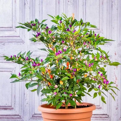Chilli Seeds Level 1-2 Heat Pick And Mix Buy 4 For Price Of 3 - CHILLIESontheWEB • £2.42