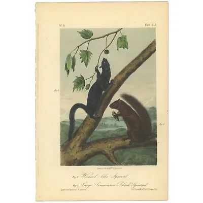 Audubon Quadrupeds Octavo Bowen 1849 H/c Litho Pl 152 Louisiana Black Squirrel • $57.85
