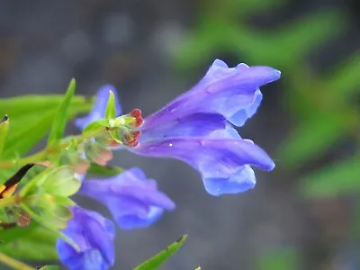 250 Scutellaria Baicalensis Seeds - Baikal Scullcap Seeds - Medicinal Herb  • $3.99