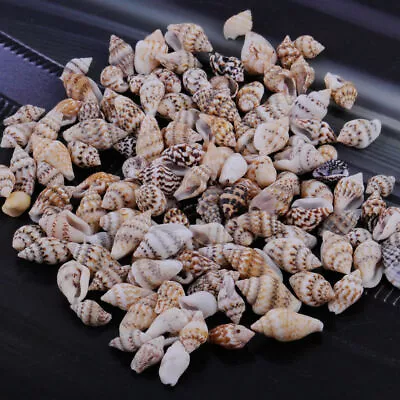 100pcs Assorted Small Sea Shells Natural Seashells Conch Crafts Bracelets Decor • £3.11