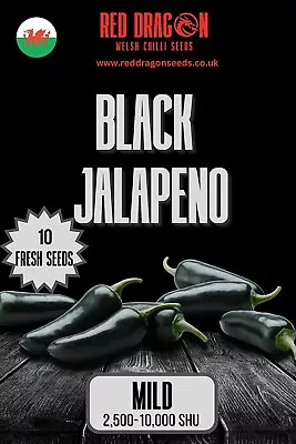 Black Jalapeno Chilli Seeds - 10 Fresh Purple - Black Jalapeno Pepper Seeds • £2.99