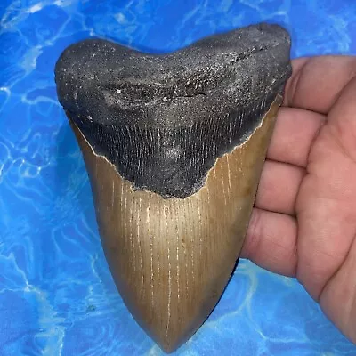 Megalodon Shark Tooth 5.46” Huge Teeth Meg Scuba Diver Direct Fossil Nc 2889 • $71