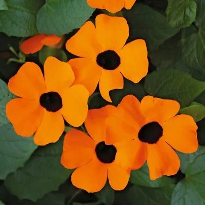 Thunbergia 'Orange Beauty'. Plug Plant X 4. Early Blooming Orange Flower Climber • £13.95