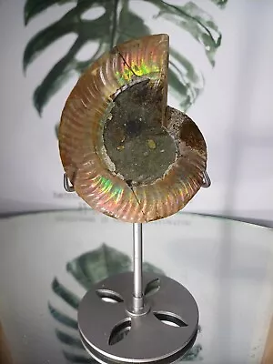 Rainbow Shell Fossils Crystal Minerals Gem Flashy With Stand • £13.99