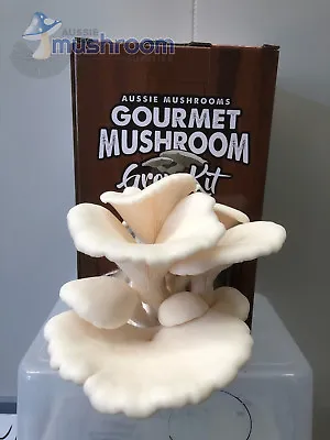 Aussie Mushrooms Ready To Grow Mushroom Kit -  White Oyster (winter Snow) • $36.95