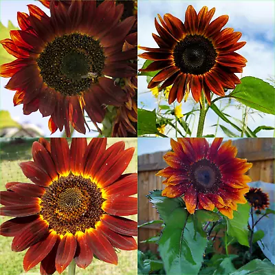 SUNFLOWER Royal Velvet 10 Seeds Grow FLOWERS Beautiful GARDEN • $3.98