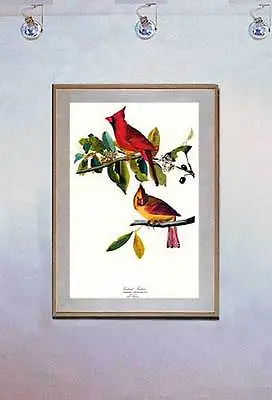$48.99 • Buy Audubon Cardinal 15x22 Hand Numbered Ltd. Edition Birds Art Print