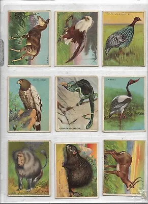 Nine Hassan Cigarettes Vintage Tobacco Cards Animal Series • $20