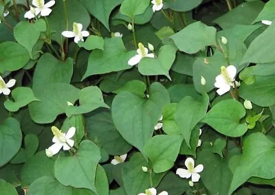 Fish Mint Houttuynia Cordata Chameleon Plant - 300+ Seeds 2023 - USA • £6.42