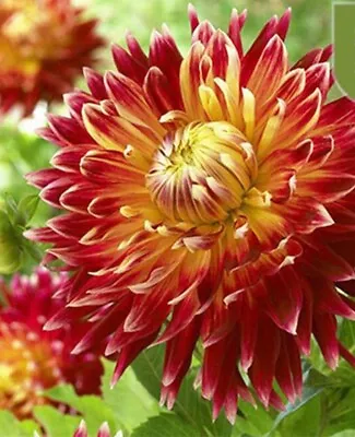 20 SEEDS For Red/Yellow AUTUMN DAHLIA Rare Flower Exotic Garden Plant USA Seller • $7.75