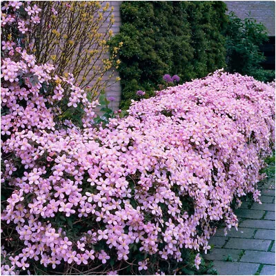 Clematis Montana Pink 'Rubens' X 3 Large Plug Plants For Potting On  • £14.99