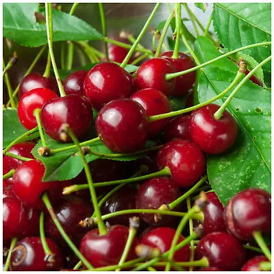 Dwarf Patio Morello Cherry Tree Self-FertileReady To Fruit Great For Jams • £24.99