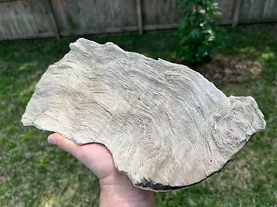 Texas Live Oak Petrified Wood 14x7x.5 Natural Detail Tree Bark Fossil Piece • $29.99