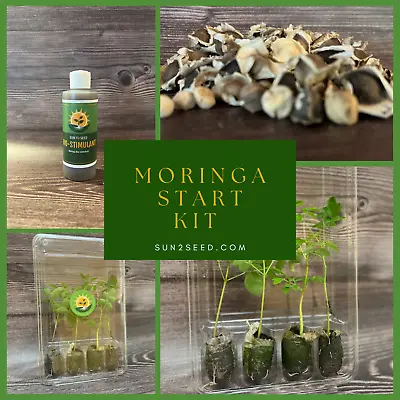 Moringa Starter Grow Kit | Live Plants | Moringa Seeds | MLE Bio-stimulant | • $32