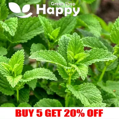 £1.19 • Buy SPEARMINT - 1200 Seeds - Mentha Spicata - Mint Herb Seeds - Indoor Outdoor Dwarf