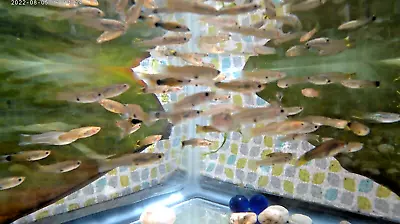 20 For $20 Fancy Young Female Guppies(MP #020)HEALTHY LITTLE LADIES 20/$20 U.S.A • $20