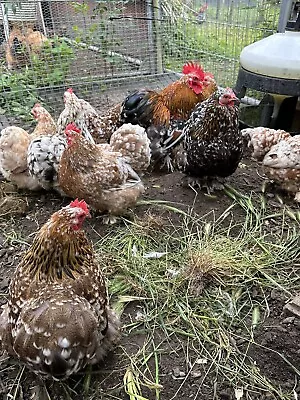 £15 • Buy 6 XPekin Bantam Hatching Eggs Mixed Colour Millifleur Incubator Broody