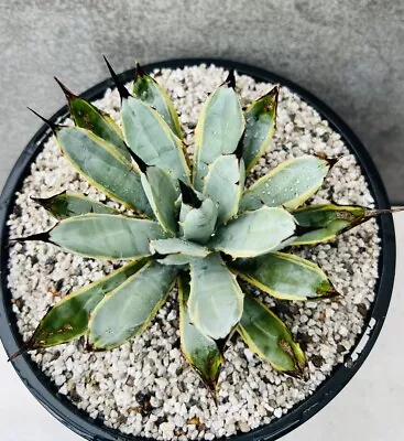 Agave Macrocantha Blue Ribbon 200mm  Pot • $30