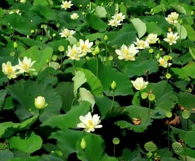 Indian White Lotus Water Lily Flower / Bonsai  Lotus / Pond / Bowl 5 Fresh Seeds • £3.67