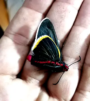 Hesperiidae Mysoria Affinis  Rare  Colorfull • $1