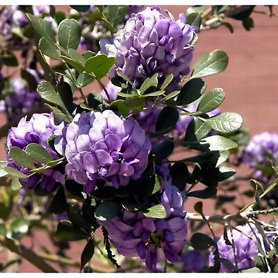 NEW! 10 Texas Mountain Laurel Seeds Sophora Secundiflora Texas Native • $3.99