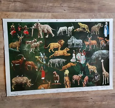 Vintage Original 1959 Educational Poster Africa Don Stivers Warriors Wildlife  • $22.17