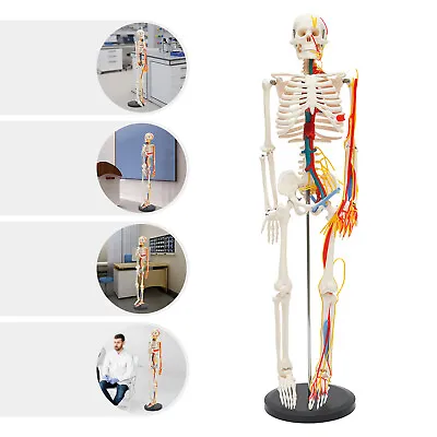 34  Model Skeleton Anatomical Human Anatomy Medical Stand For Teaching Model • $58.90