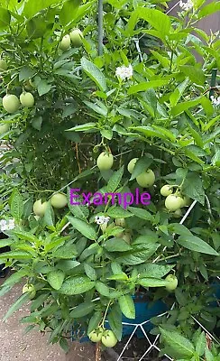 Solanum Muricatum Aka Pepino Melon Garden Melon Pear Sweet Cucumber 1 Live Plant • $19.99