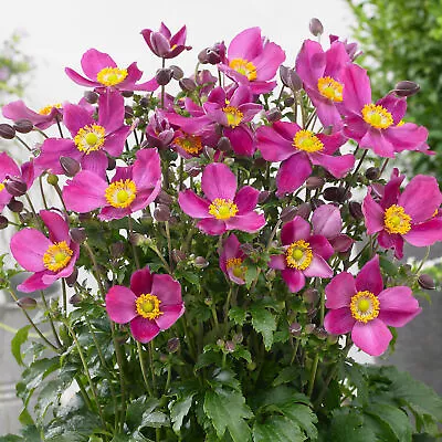 Anemone Plant Fantasy Red Riding Hood Japanese Anemone | Deciduous Perennial • £8.99