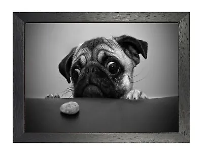£6.99 • Buy Pug #14 Poster Black White Picture Sweet Funny Dog Pet Photo Puppy Friend Print 