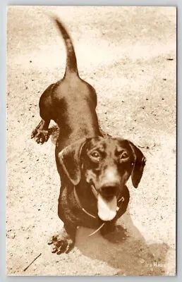 RPPC Cute Dachshund Dog Photo Postcard U25 • $9.95