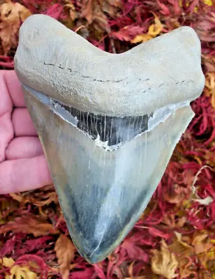 MASSIVE BLUE Megalodon Shark Tooth OVER 5.5 INCHES • £394