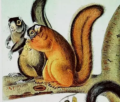 John Audubon Wildlife Fox Squirrel Vintage Art Book Plate Print 68 • $13.49