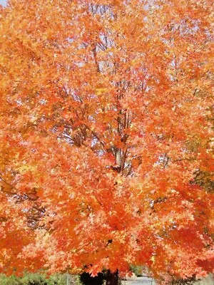 20 LEGACY SUGAR MAPLE SEEDS - Acer Saccharum   Legacy   • $6