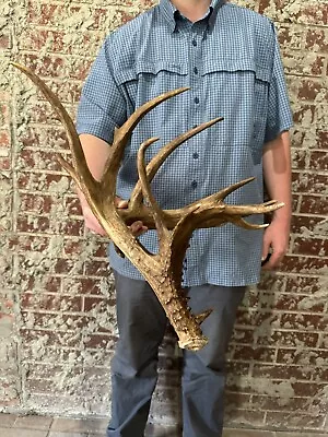 Giant 126” Whitetail Deer Shed Antler Horns Taxideremy Mount Man Cave Rack Elk • $130.50