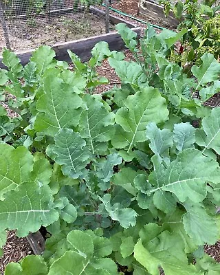 250 Fresh African Ethiopian Kale Mustard Green Seeds - Free Seeds Included! • $4.89