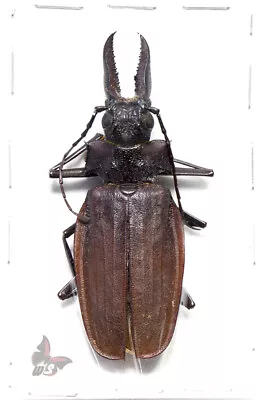 Macrodontia Crenata A1 Male No.11 (627mm) ACTUAL SPECIMEN • $135