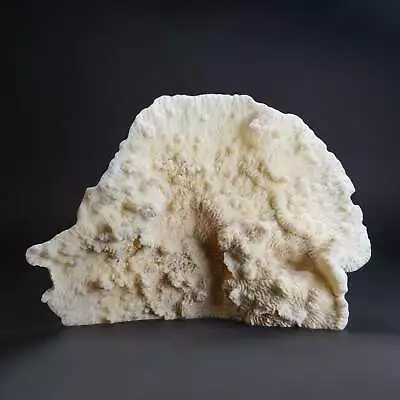 Genuine White Ridge Coral (10  3 Lbs) • $550