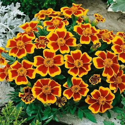 FRENCH MARIGOLD DAINTY MARIETTA (DWARF) 75 FRESH SEEDS Home Garden Pots • $3.95