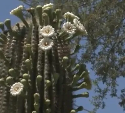 25++ Saguaro Cactus Seeds (Carnegiea Gigantea) - USA Seller. • $1.99