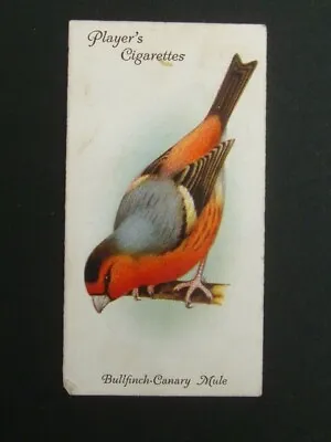 Player's - Aviary And Cage Birds (1933) - # 15 Bullfinch - Canary Mule • £1.09