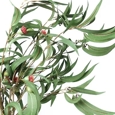 Eucalyptus Gumnut Long Spray 104cmH Artificial Australian Gum Native Flowers • $14.90