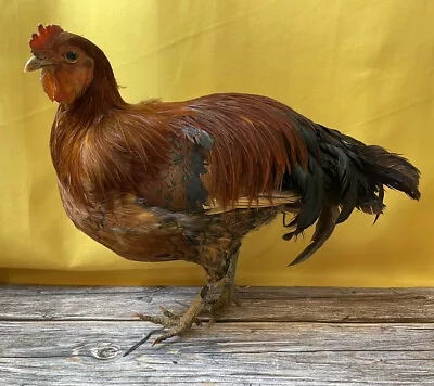 Large Brown Rooster Real Bird Taxidermy Mount Poultry • $195