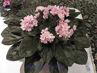 African Violet Plant  Magnolia  • $32