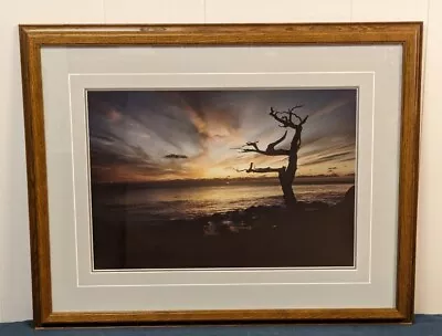 Thomas Mangelsen Limited Edition 127/950 Signed Photo  Cypress Sunset  Framed • $400