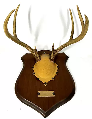 Indiana White Tail Deer Vintage 7 Point Ivan Carmichael Antler Plaque Wall Mount • $74.99