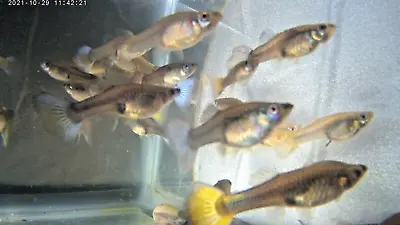 GRANDE GIRL GUPPIES Large Lovely Ladies BRED WELL FED High Quality Fancy Females • $5.95
