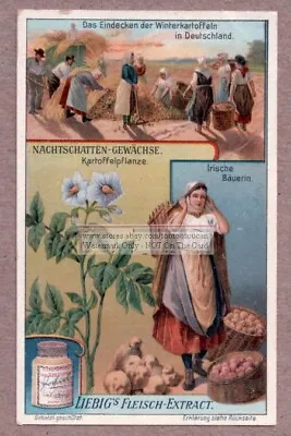 $4.19 • Buy Potato Plant Harvest  1908 Trade Ad Card