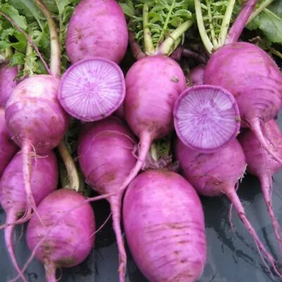 25 Blue Moon Radish Seeds • £2.39