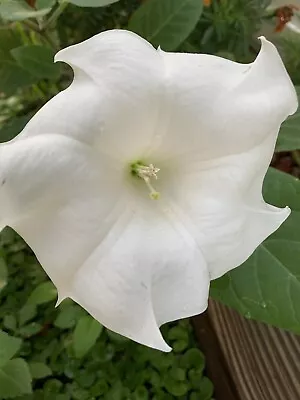 (25 SEEDS) White Moon Flower Angel's Trumpet Day&Night Bloom Datura. 2023 Seeds • $1.50